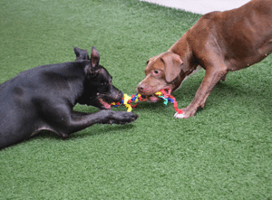 dogs playing