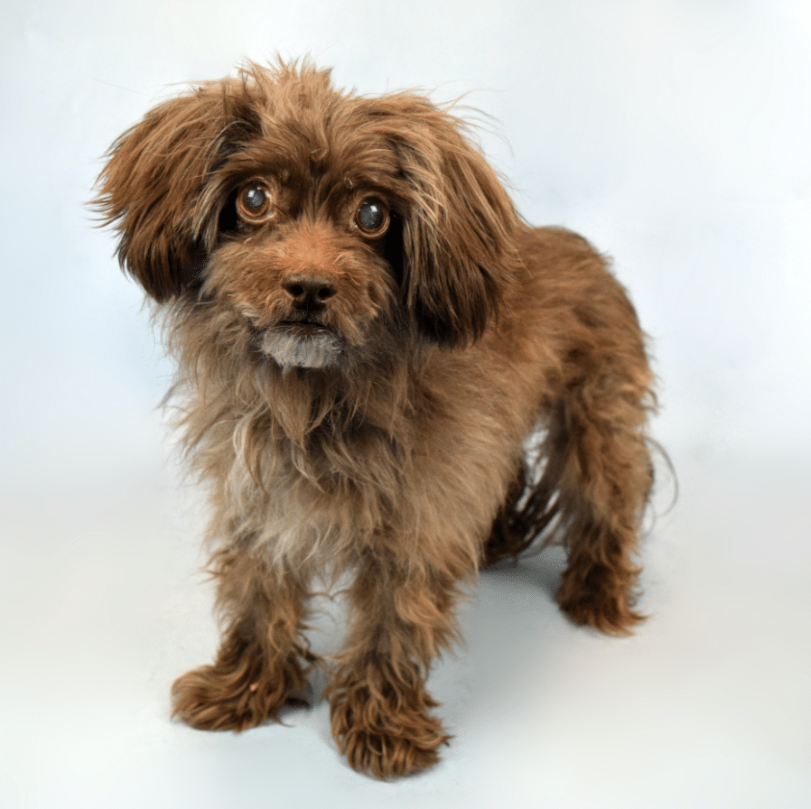 medium sized brown haired dog