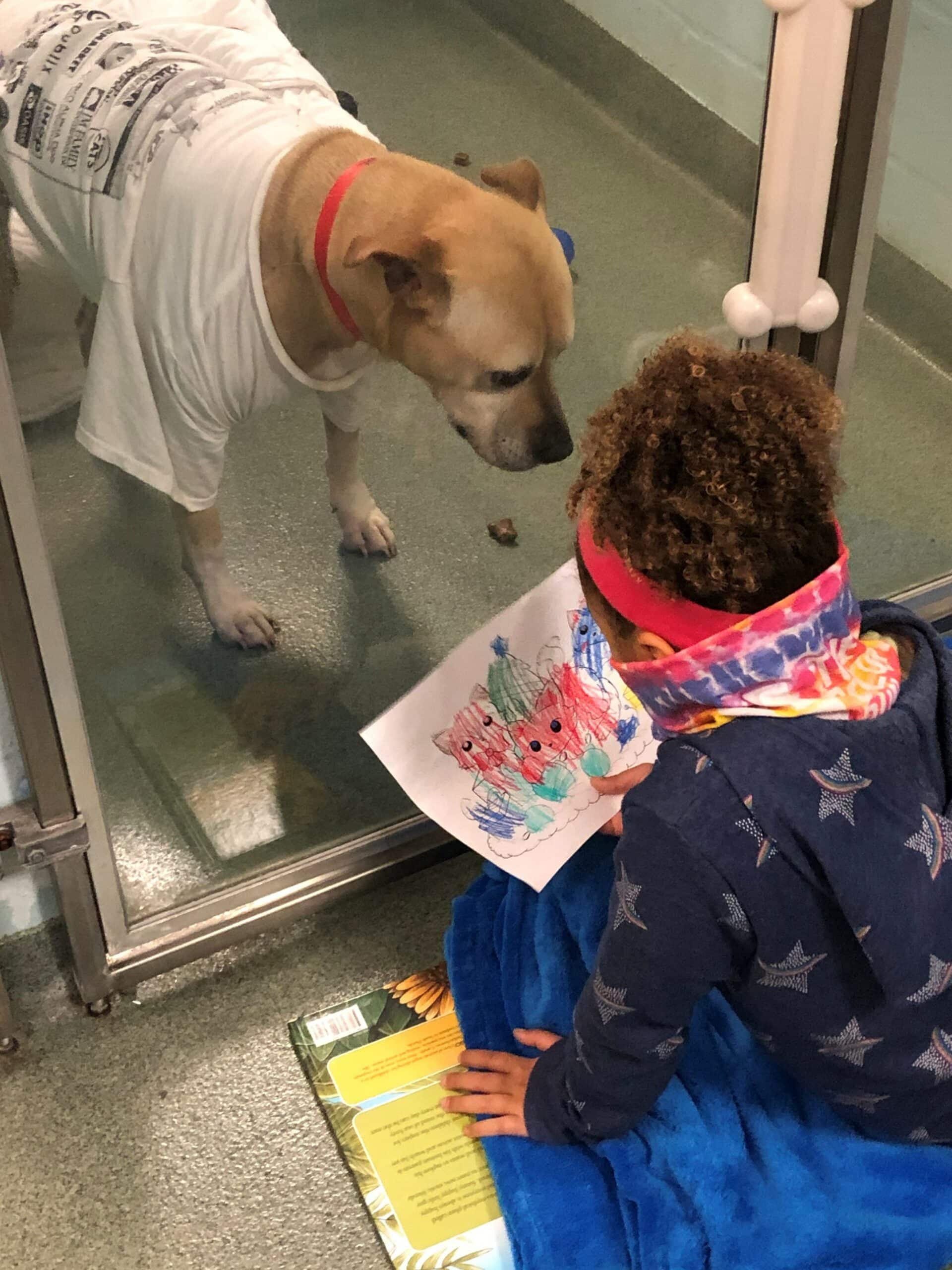 The Ultimate Pet Parent Guide Broward County Humane Society S A Z Of Spay And Neuter - tmhe6c7