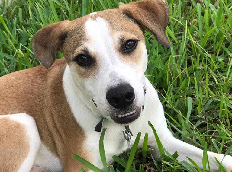 Shelter Success Story: Ollie - Humane Society of Broward County