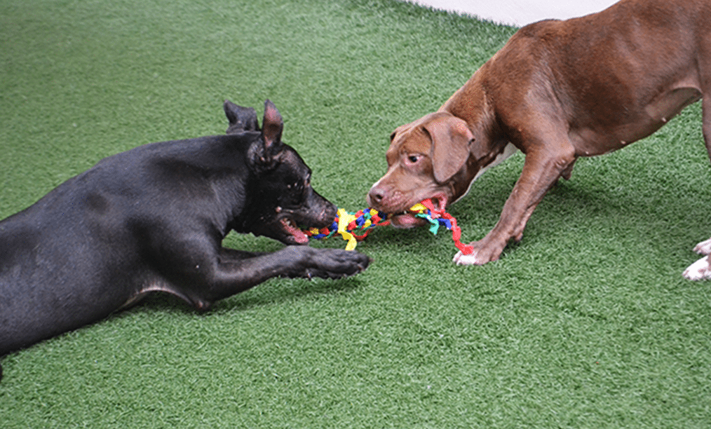 dogs playing