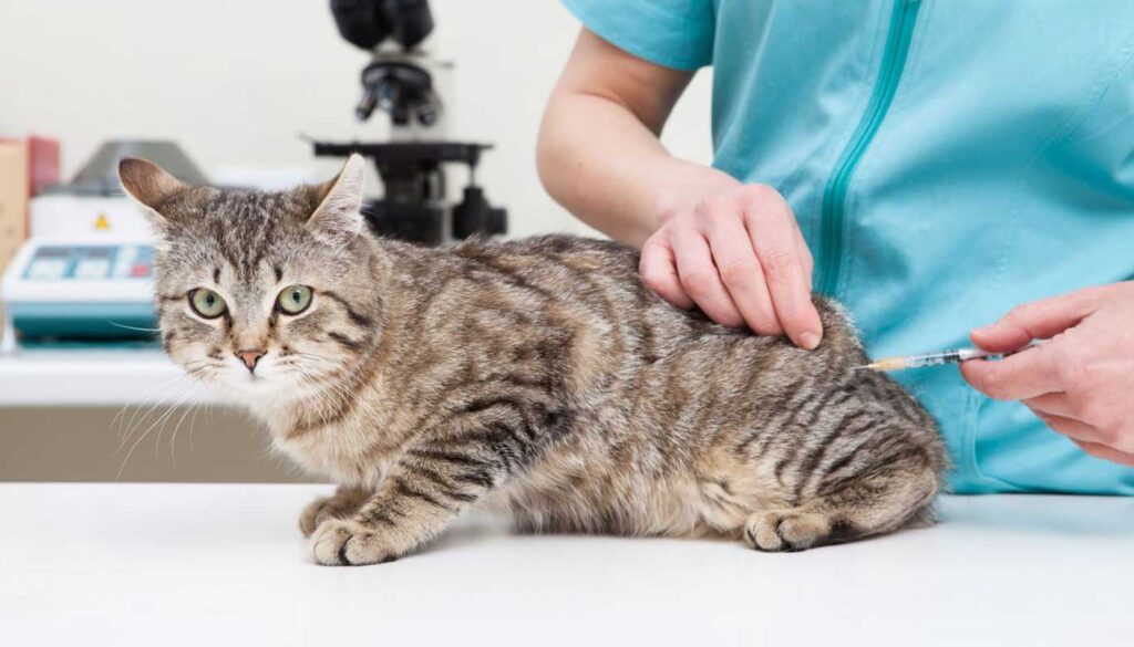 Rabies vaccine for cats best sale near me