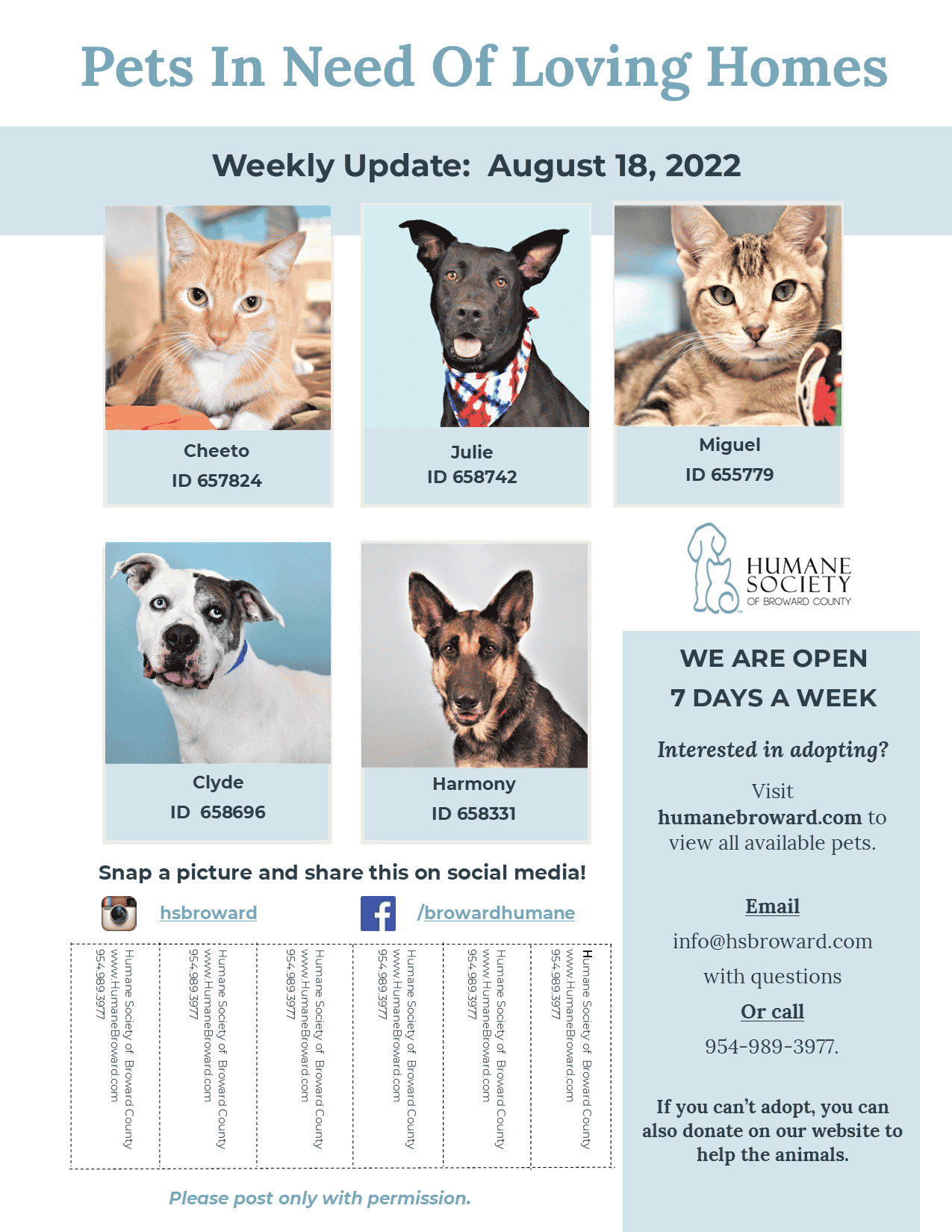 Weekly Pet Flyer: August 18, 2022 - Humane Society of Broward County