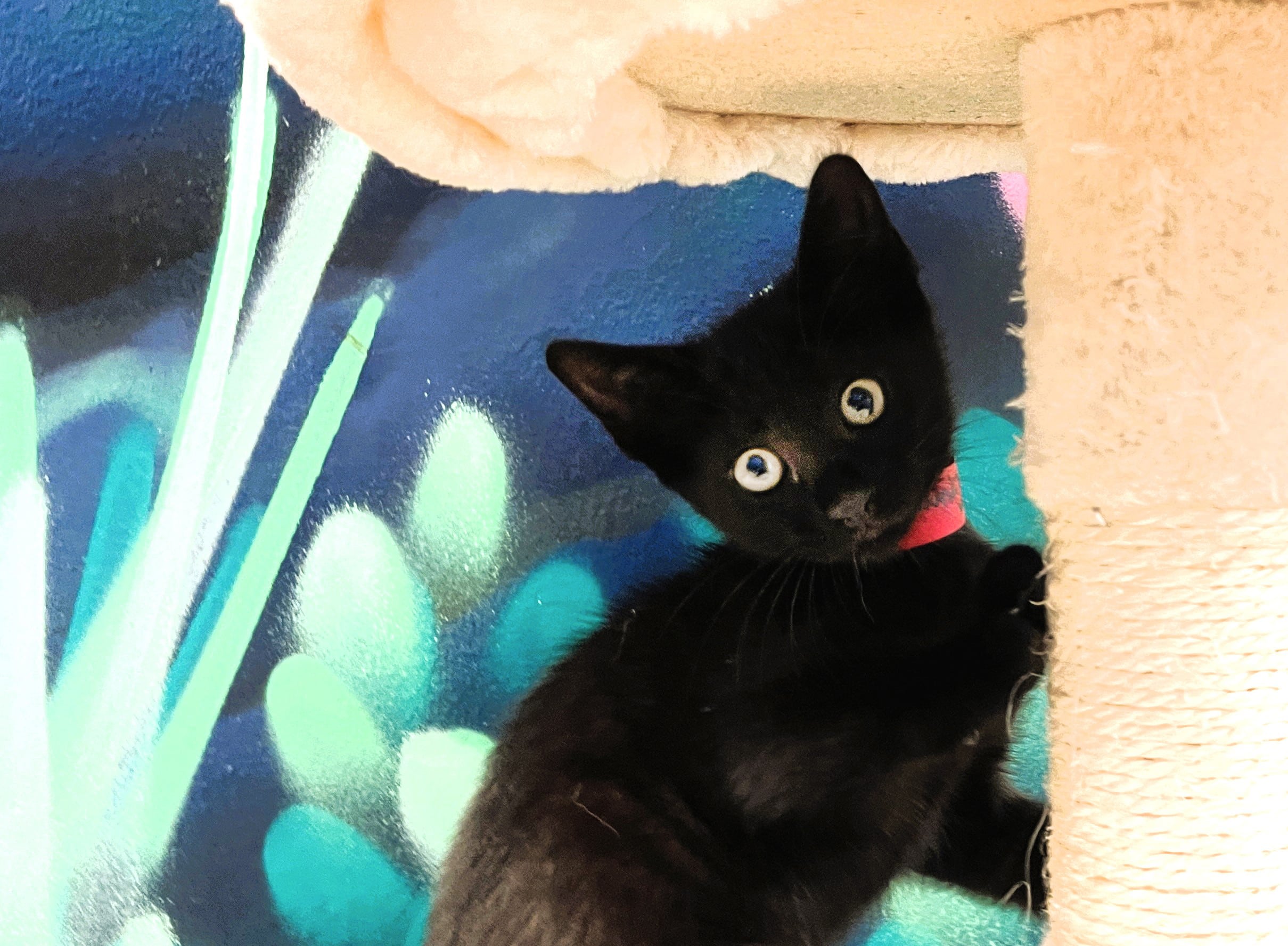 The Ultimate Pet Parent Guide Broward County Humane Society S A Z Of Spay And Neuter - taudk0n