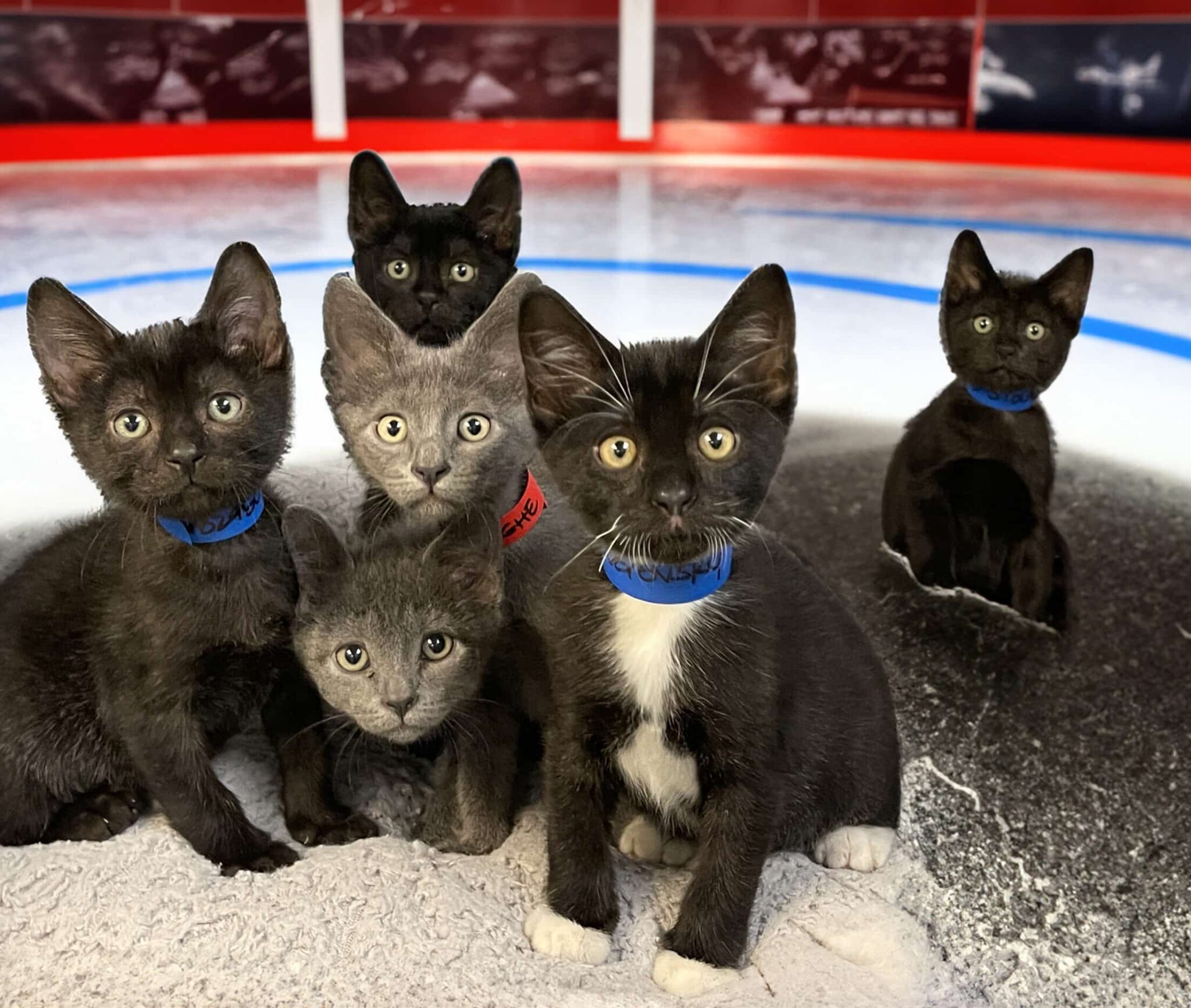 The Ultimate Pet Parent Guide Broward County Humane Society S A Z Of Spay And Neuter - 99a0lzw