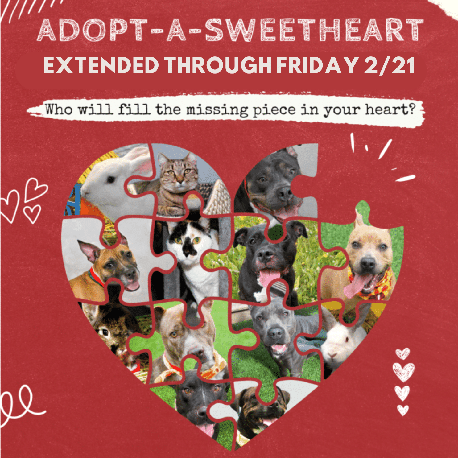 Home - Humane Society of Broward County