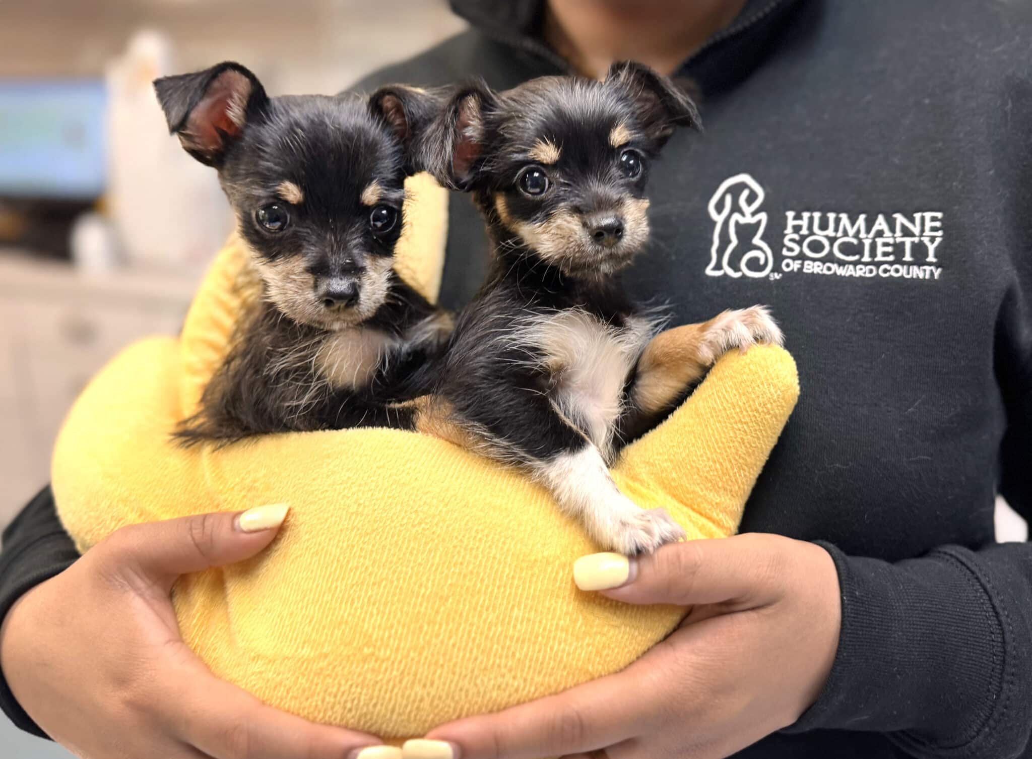 Home - Humane Society of Broward County