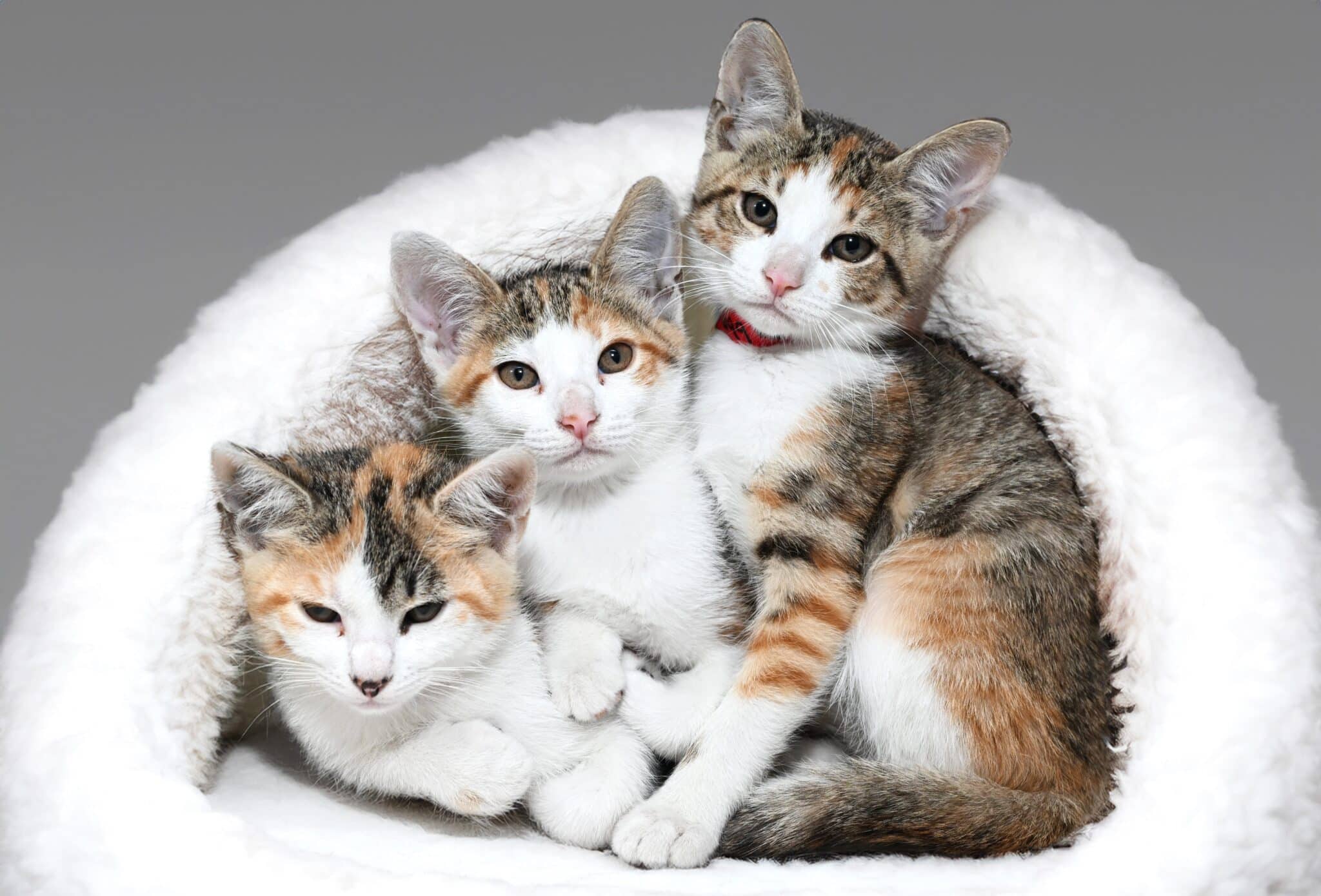 Home - Humane Society of Broward County