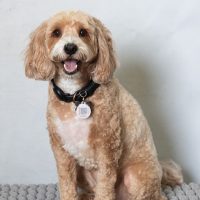 HSBC Animal Assisted Therapy