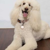Charley