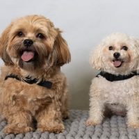HSBC Animal Assisted Therapy