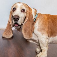 HSBC Animal Assisted Therapy
