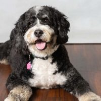 HSBC Animal Assisted Therapy
