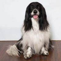 HSBC Animal Assisted Therapy
